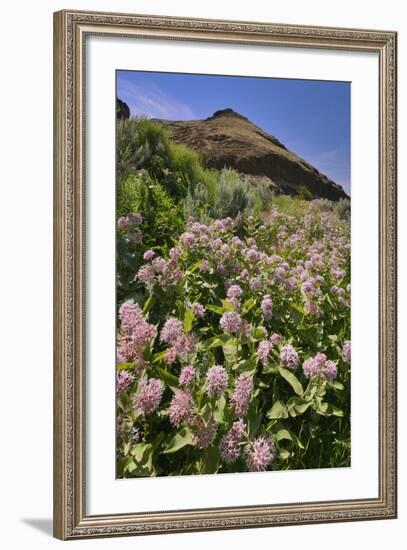 USA, Oregon. Milkweed and Cliff-Steve Terrill-Framed Photographic Print