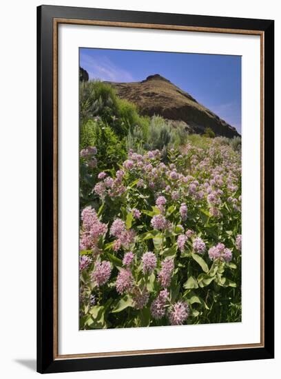 USA, Oregon. Milkweed and Cliff-Steve Terrill-Framed Photographic Print