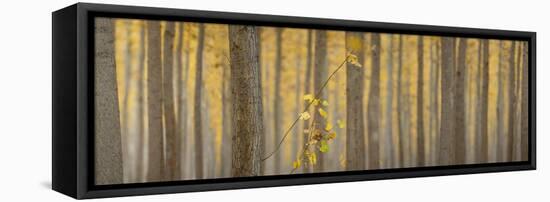 USA, Oregon, Morrow County. Poplar Trees at the Boardman Tree farm. Panorama.-Brent Bergherm-Framed Premier Image Canvas