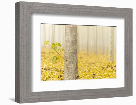 USA, Oregon, Morrow County. Poplar Trees at the Boardman Tree farm.-Brent Bergherm-Framed Photographic Print