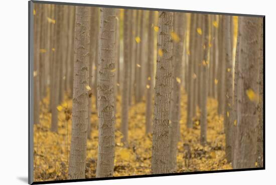 USA, Oregon, Morrow County. Poplar Trees at the Boardman Tree farm.-Brent Bergherm-Mounted Photographic Print