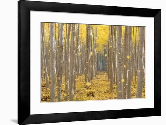 USA, Oregon, Morrow County. Poplar Trees at the Boardman Tree farm.-Brent Bergherm-Framed Photographic Print