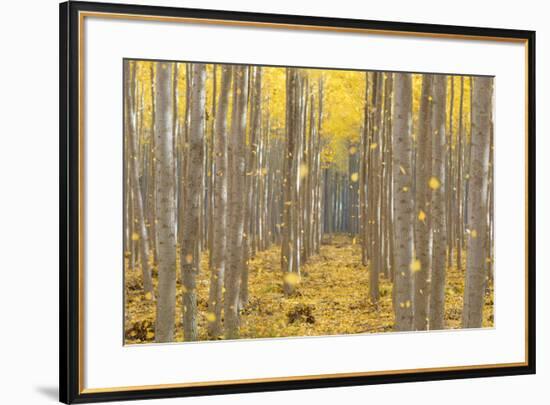 USA, Oregon, Morrow County. Poplar Trees at the Boardman Tree farm.-Brent Bergherm-Framed Photographic Print