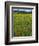 USA, Oregon, Mount Hood NF. Wildflowers in Summit Meadow-Steve Terrill-Framed Photographic Print