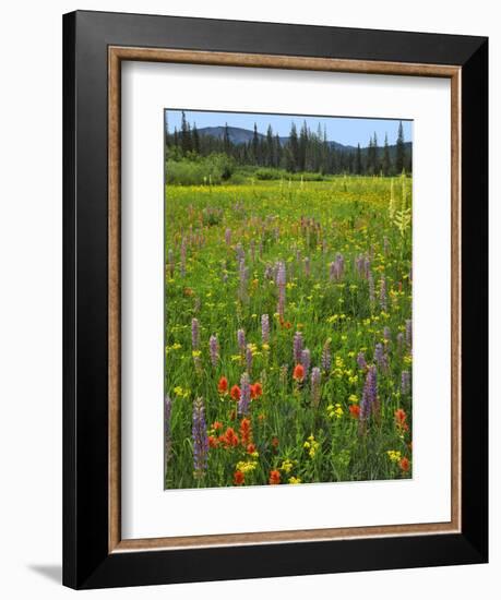 USA, Oregon, Mount Hood NF. Wildflowers in Summit Meadow-Steve Terrill-Framed Photographic Print