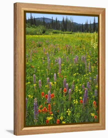 USA, Oregon, Mount Hood NF. Wildflowers in Summit Meadow-Steve Terrill-Framed Premier Image Canvas