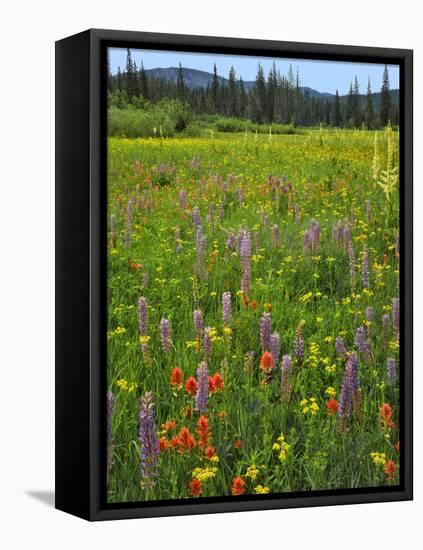 USA, Oregon, Mount Hood NF. Wildflowers in Summit Meadow-Steve Terrill-Framed Premier Image Canvas
