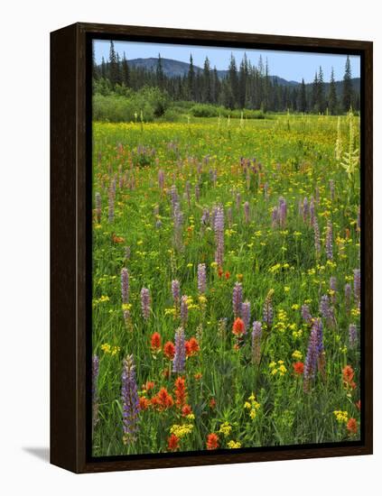 USA, Oregon, Mount Hood NF. Wildflowers in Summit Meadow-Steve Terrill-Framed Premier Image Canvas