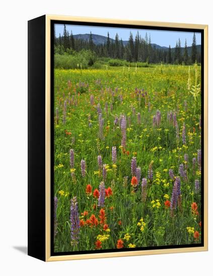 USA, Oregon, Mount Hood NF. Wildflowers in Summit Meadow-Steve Terrill-Framed Premier Image Canvas