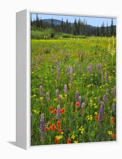 USA, Oregon, Mount Hood NF. Wildflowers in Summit Meadow-Steve Terrill-Framed Premier Image Canvas