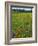 USA, Oregon, Mount Hood NF. Wildflowers in Summit Meadow-Steve Terrill-Framed Photographic Print