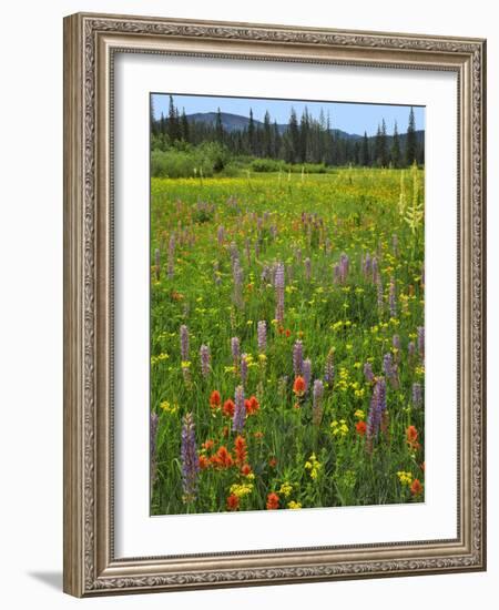 USA, Oregon, Mount Hood NF. Wildflowers in Summit Meadow-Steve Terrill-Framed Photographic Print