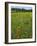 USA, Oregon, Mount Hood NF. Wildflowers in Summit Meadow-Steve Terrill-Framed Photographic Print