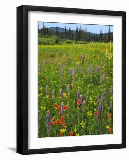 USA, Oregon, Mount Hood NF. Wildflowers in Summit Meadow-Steve Terrill-Framed Photographic Print