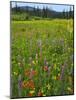 USA, Oregon, Mount Hood NF. Wildflowers in Summit Meadow-Steve Terrill-Mounted Photographic Print