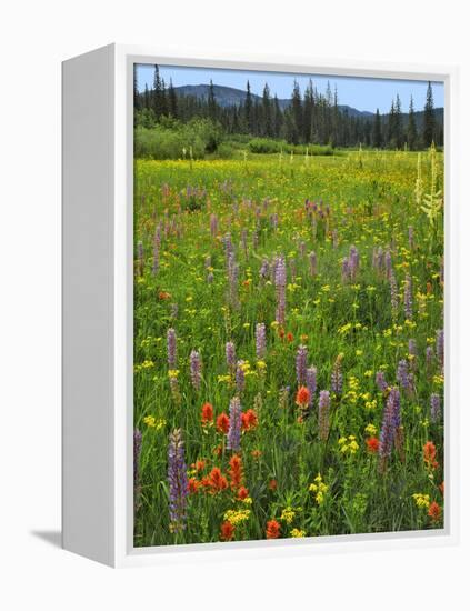 USA, Oregon, Mount Hood NF. Wildflowers in Summit Meadow-Steve Terrill-Framed Premier Image Canvas