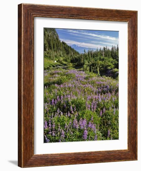 USA, Oregon, Mount Hood Wilderness. Lupine in Elk Cove-Steve Terrill-Framed Photographic Print