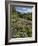 USA, Oregon, Mount Hood Wilderness. Lupine in Elk Cove-Steve Terrill-Framed Photographic Print