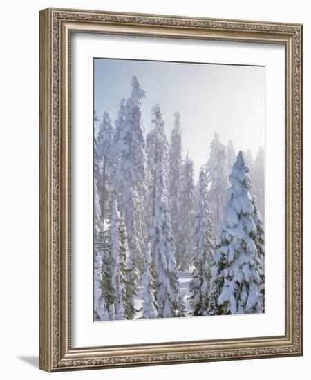 USA, Oregon, Mt Ashland. Fresh Snow on Evergreens-Steve Terrill-Framed Photographic Print