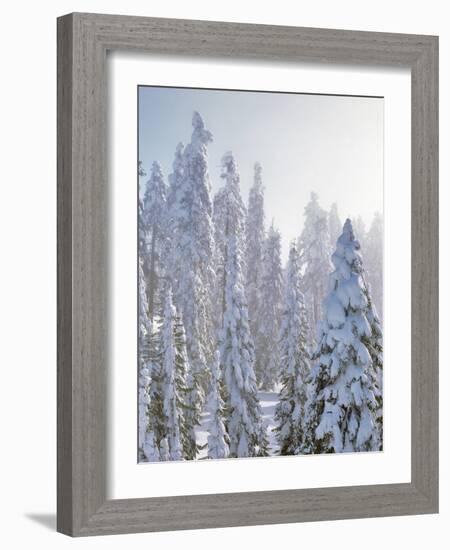 USA, Oregon, Mt Ashland. Fresh Snow on Evergreens-Steve Terrill-Framed Photographic Print