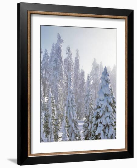 USA, Oregon, Mt Ashland. Fresh Snow on Evergreens-Steve Terrill-Framed Photographic Print