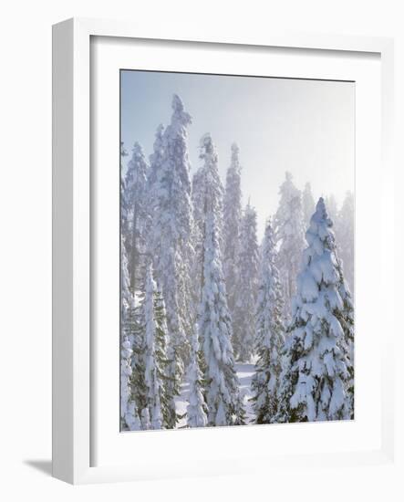 USA, Oregon, Mt Ashland. Fresh Snow on Evergreens-Steve Terrill-Framed Photographic Print