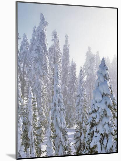 USA, Oregon, Mt Ashland. Fresh Snow on Evergreens-Steve Terrill-Mounted Photographic Print