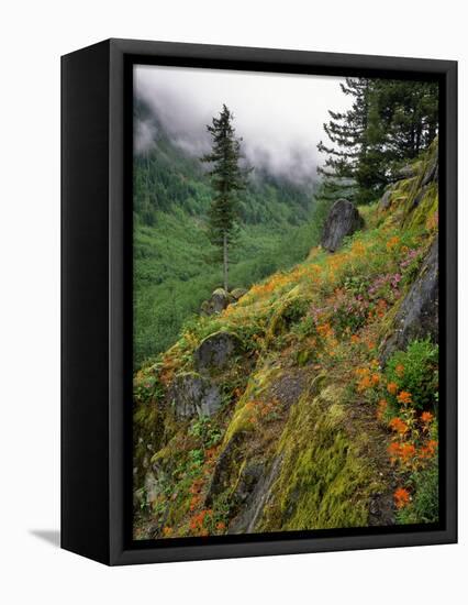 USA, Oregon, Mt Hood National Forest. Hillside Landscape in Fog-Jaynes Gallery-Framed Premier Image Canvas