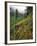 USA, Oregon, Mt Hood National Forest. Hillside Landscape in Fog-Jaynes Gallery-Framed Photographic Print