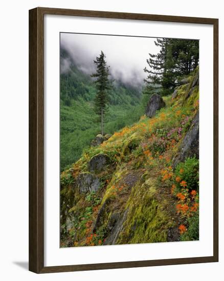 USA, Oregon, Mt Hood National Forest. Hillside Landscape in Fog-Jaynes Gallery-Framed Photographic Print