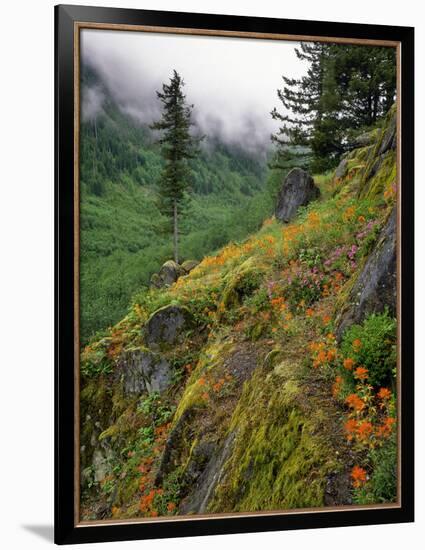 USA, Oregon, Mt Hood National Forest. Hillside Landscape in Fog-Jaynes Gallery-Framed Photographic Print