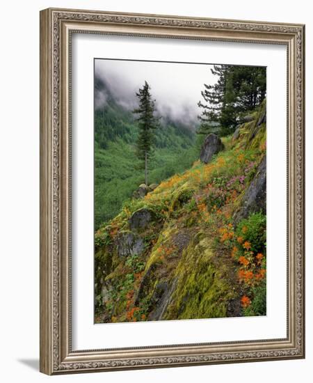 USA, Oregon, Mt Hood National Forest. Hillside Landscape in Fog-Jaynes Gallery-Framed Photographic Print