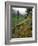 USA, Oregon, Mt Hood National Forest. Hillside Landscape in Fog-Jaynes Gallery-Framed Photographic Print