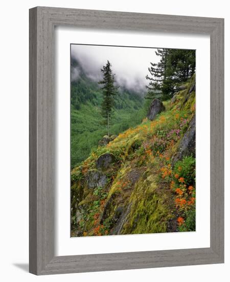 USA, Oregon, Mt Hood National Forest. Hillside Landscape in Fog-Jaynes Gallery-Framed Photographic Print