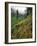 USA, Oregon, Mt Hood National Forest. Hillside Landscape in Fog-Jaynes Gallery-Framed Photographic Print