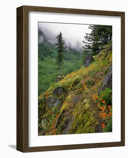 USA, Oregon, Mt Hood National Forest. Hillside Landscape in Fog-Jaynes Gallery-Framed Photographic Print