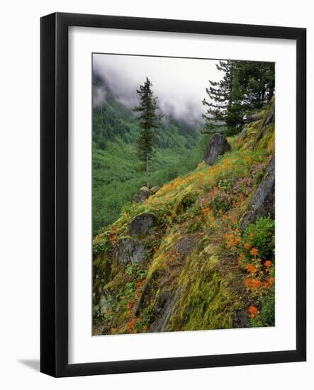 USA, Oregon, Mt Hood National Forest. Hillside Landscape in Fog-Jaynes Gallery-Framed Photographic Print