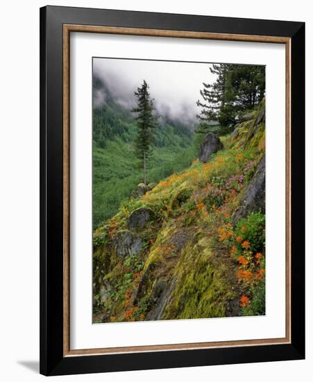 USA, Oregon, Mt Hood National Forest. Hillside Landscape in Fog-Jaynes Gallery-Framed Photographic Print