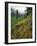 USA, Oregon, Mt Hood National Forest. Hillside Landscape in Fog-Jaynes Gallery-Framed Photographic Print