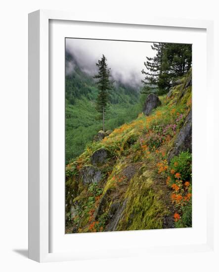 USA, Oregon, Mt Hood National Forest. Hillside Landscape in Fog-Jaynes Gallery-Framed Photographic Print