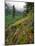 USA, Oregon, Mt Hood National Forest. Hillside Landscape in Fog-Jaynes Gallery-Mounted Photographic Print