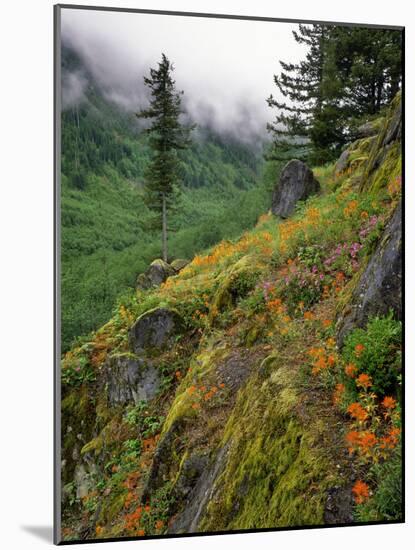 USA, Oregon, Mt Hood National Forest. Hillside Landscape in Fog-Jaynes Gallery-Mounted Photographic Print