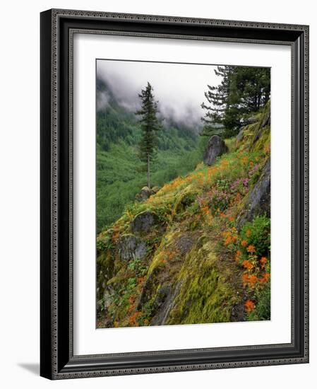 USA, Oregon, Mt Hood National Forest. Hillside Landscape in Fog-Jaynes Gallery-Framed Photographic Print