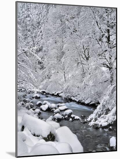 USA, Oregon, Mt. Hood National Forest. Snow on Boulder Creek-Steve Terrill-Mounted Photographic Print