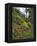 USA, Oregon, Mt. Hood NF. Hillside of Trees and Wildflowers-Steve Terrill-Framed Premier Image Canvas