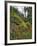 USA, Oregon, Mt. Hood NF. Hillside of Trees and Wildflowers-Steve Terrill-Framed Photographic Print