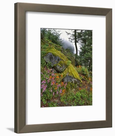 USA, Oregon, Mt. Hood NF. Hillside of Trees and Wildflowers-Steve Terrill-Framed Photographic Print