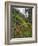 USA, Oregon, Mt. Hood NF. Hillside of Trees and Wildflowers-Steve Terrill-Framed Photographic Print