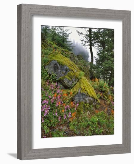 USA, Oregon, Mt. Hood NF. Hillside of Trees and Wildflowers-Steve Terrill-Framed Photographic Print