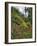 USA, Oregon, Mt. Hood NF. Hillside of Trees and Wildflowers-Steve Terrill-Framed Photographic Print